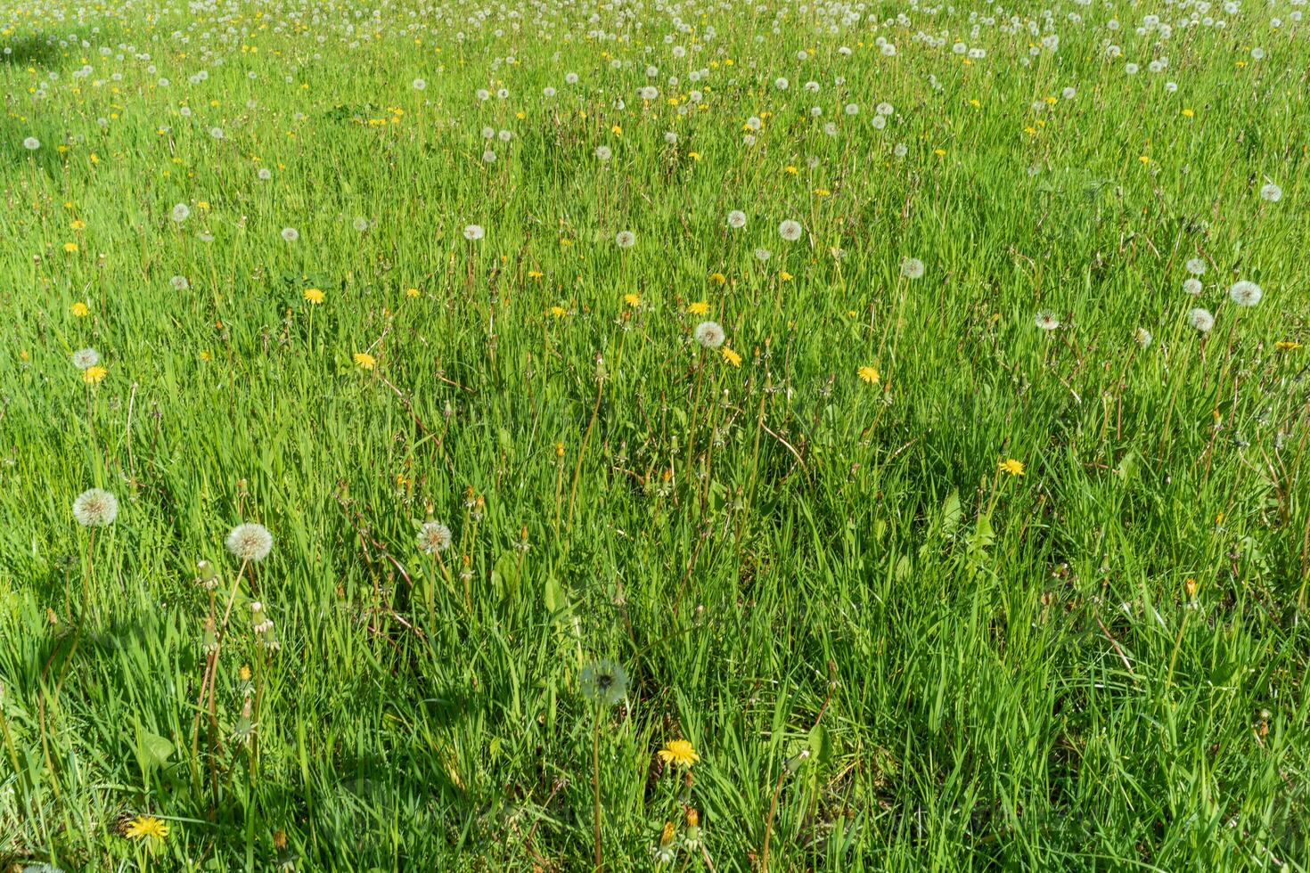 dentes de leão taraxacum dentro a Relva foto