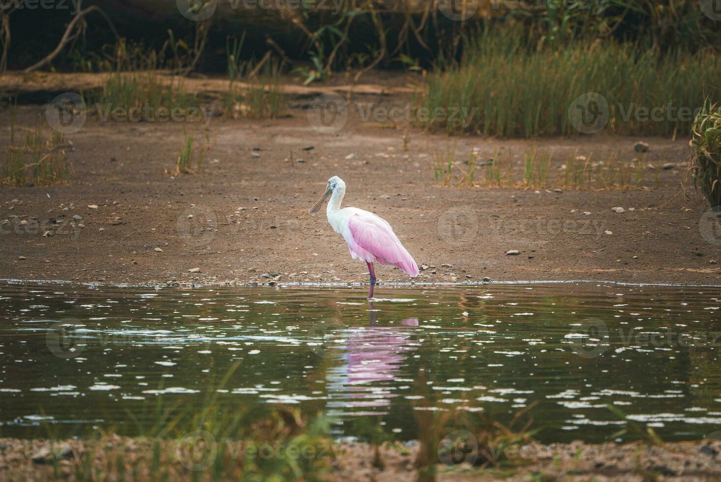 lindo róseo colhereiro empoleirar-se dentro lago às floresta às costa rica foto