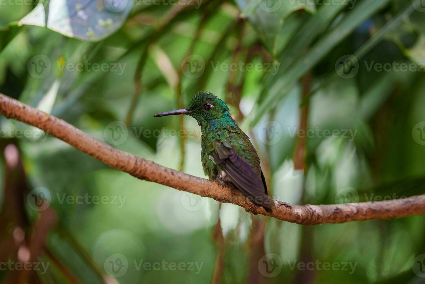 foco seleção. beija Flor dentro a chuva floresta do costa rica foto