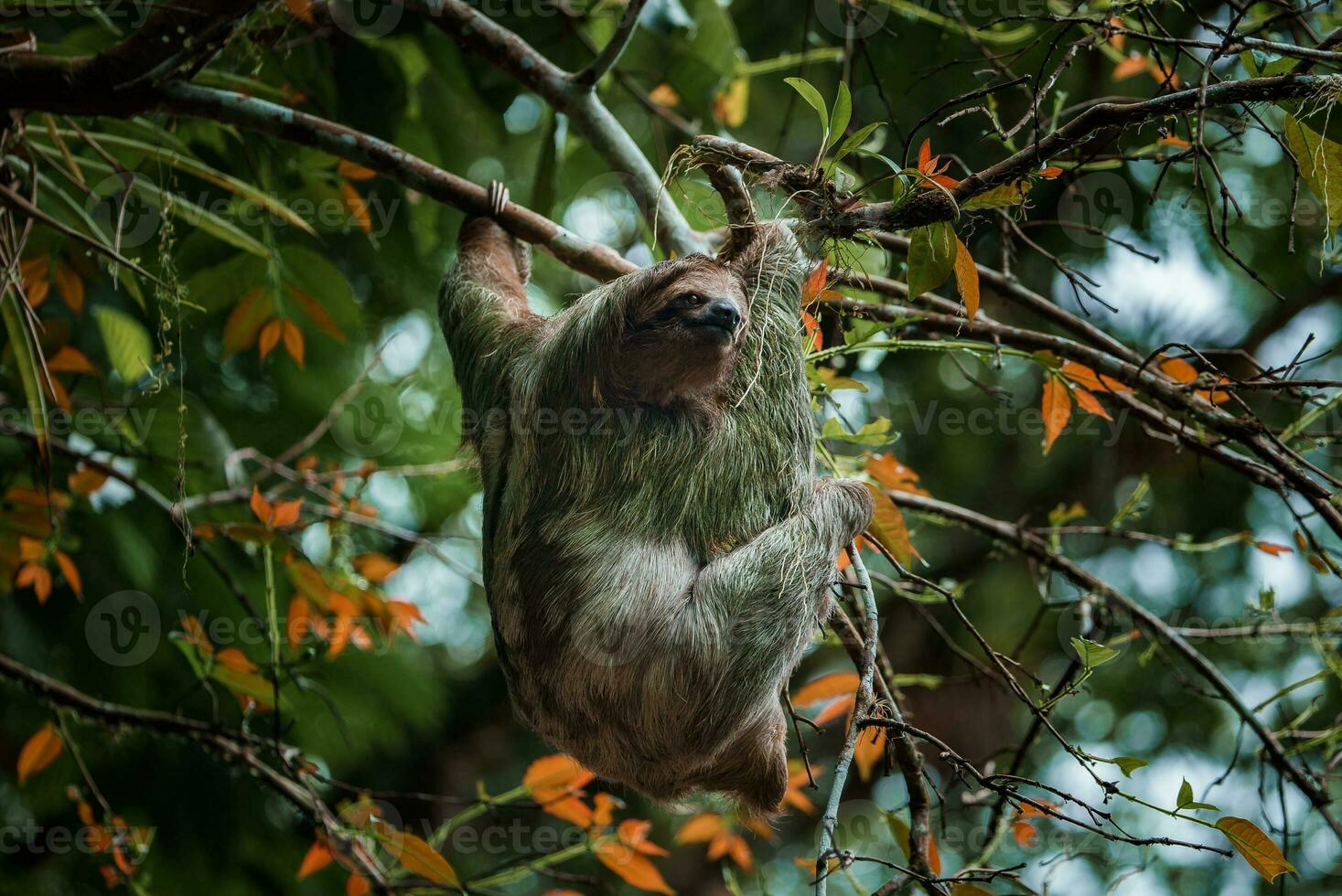 fofa bicho-preguiça suspensão em árvore ramo. perfeito retrato do selvagem animal dentro a floresta tropical do costa rica. foto