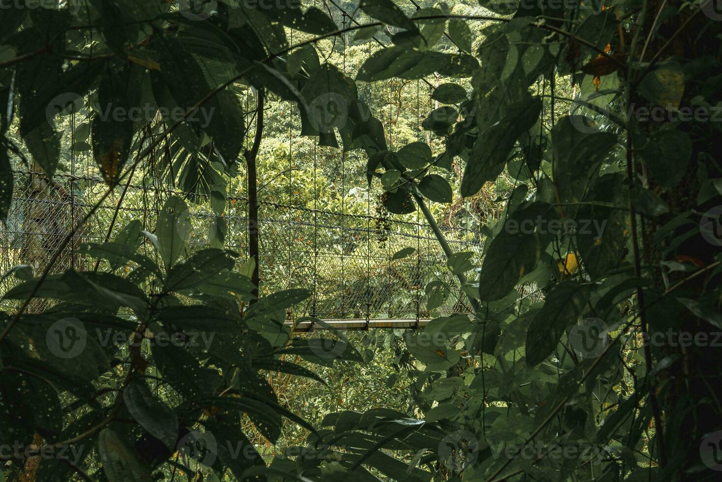 suspensão ponte no meio árvores dentro denso tropical floresta tropical do costa rica foto