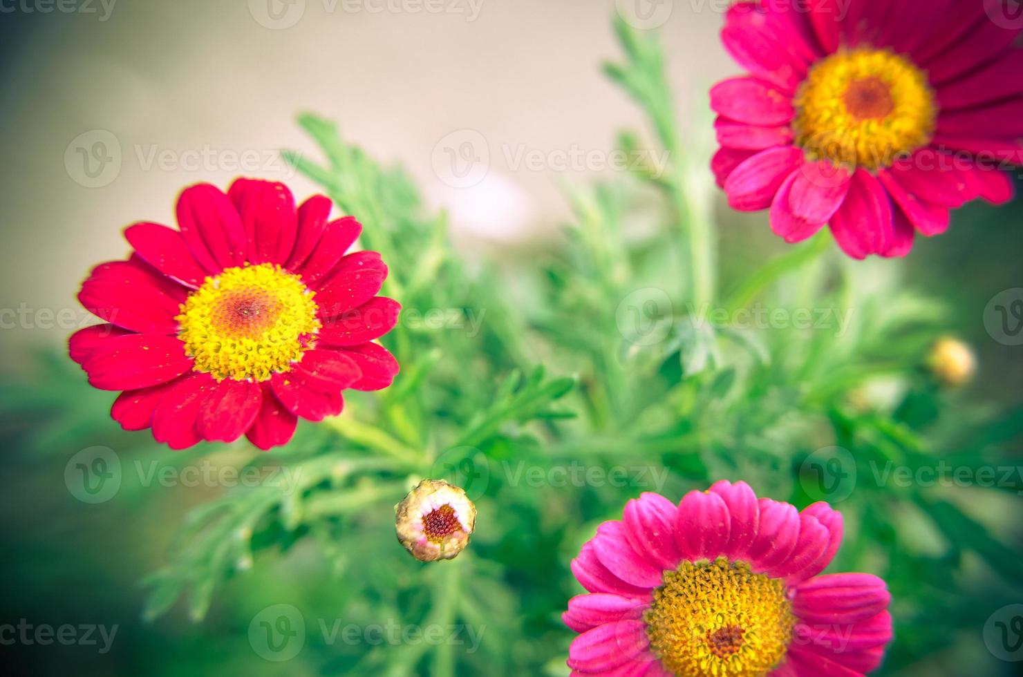 planta de jardim gazania em flor rosa e vermelha foto