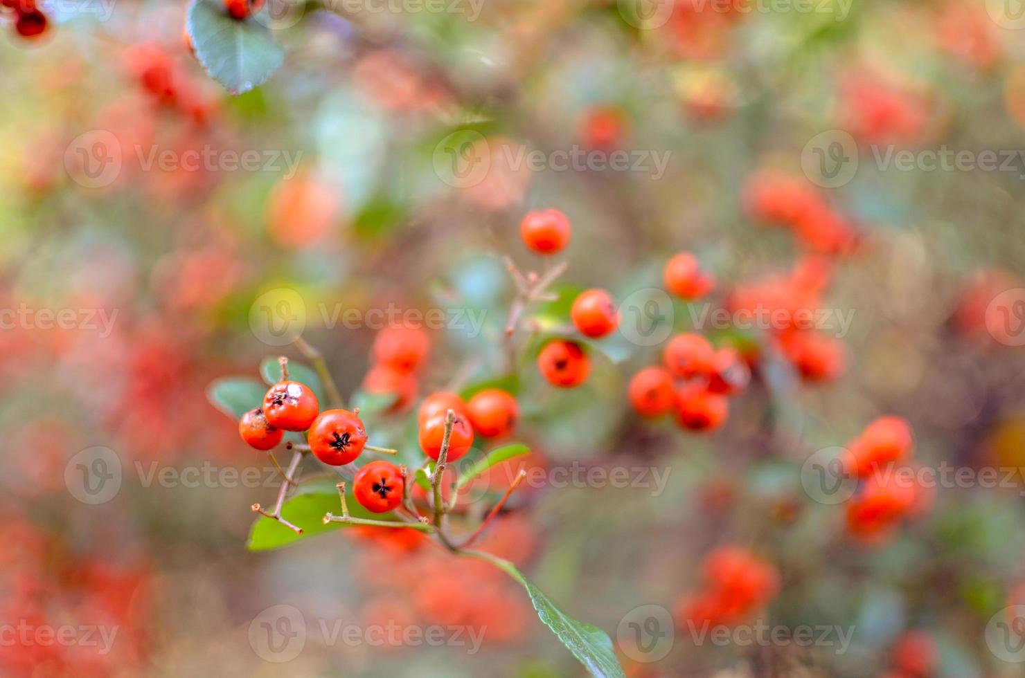 bagas de piracanta coccinea firethorn no outono foto