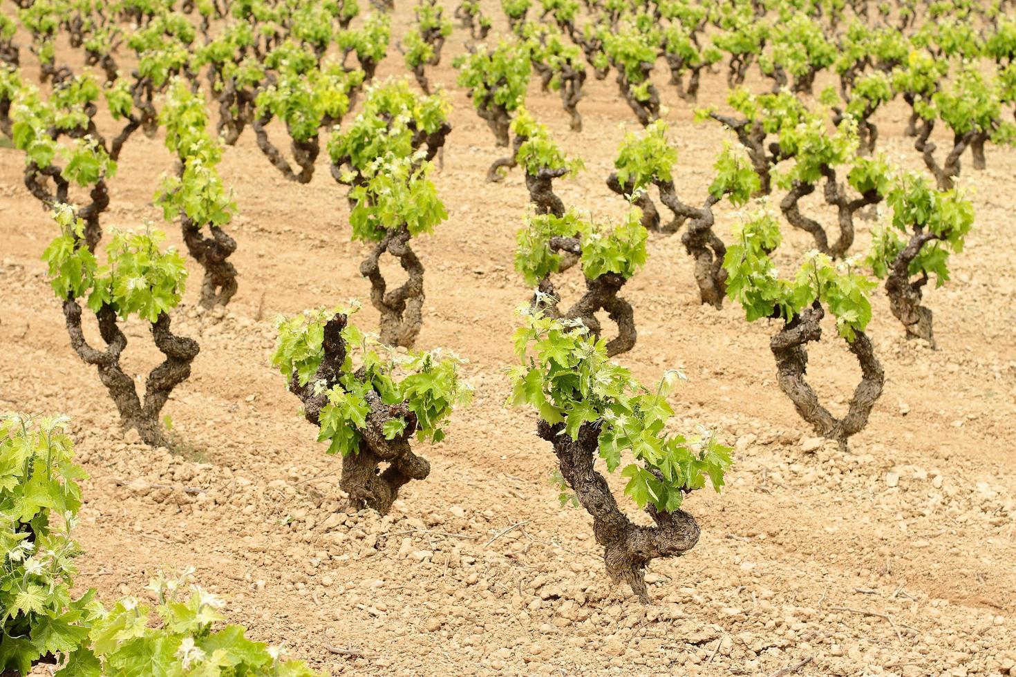 campo de vinhedo com mudas de uva foto