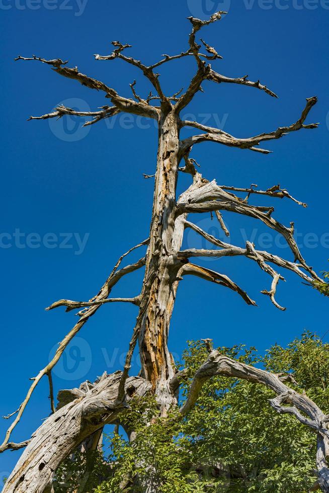 árvore velha na montanha de tara na sérvia foto