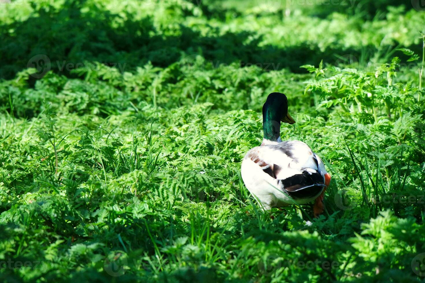 lindo Visão do fofa pássaro às uma público parque do luton Inglaterra Reino Unido foto