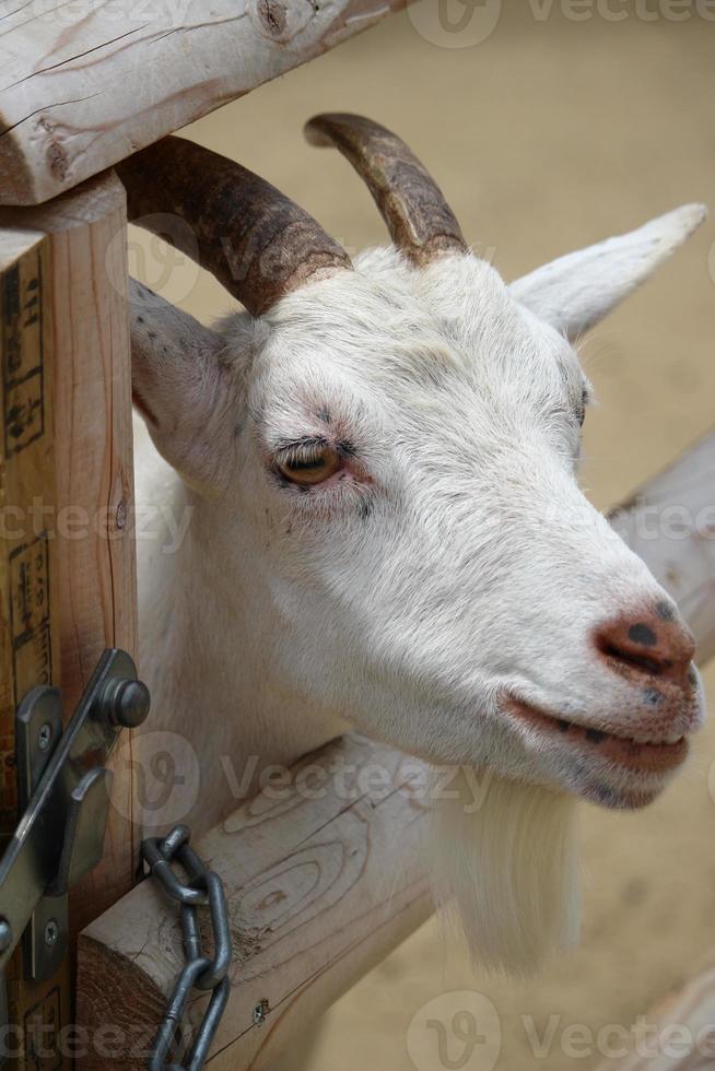 cabras brancas no parque do zoológico no verão foto