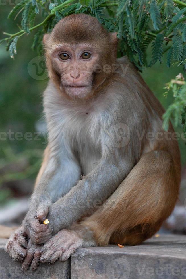 macaco rhesus, no templo hanuman, jaipur, rajasthan, índia foto