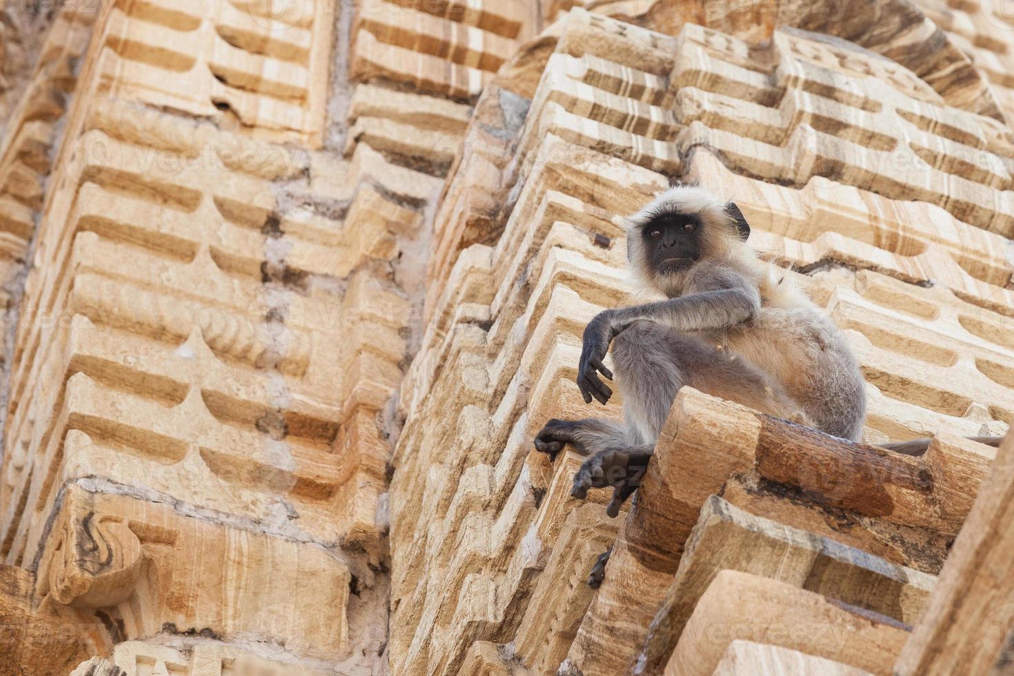 planícies do norte langur cinza no templo kumhshyam, chittorgarh, rajasthan, índia foto