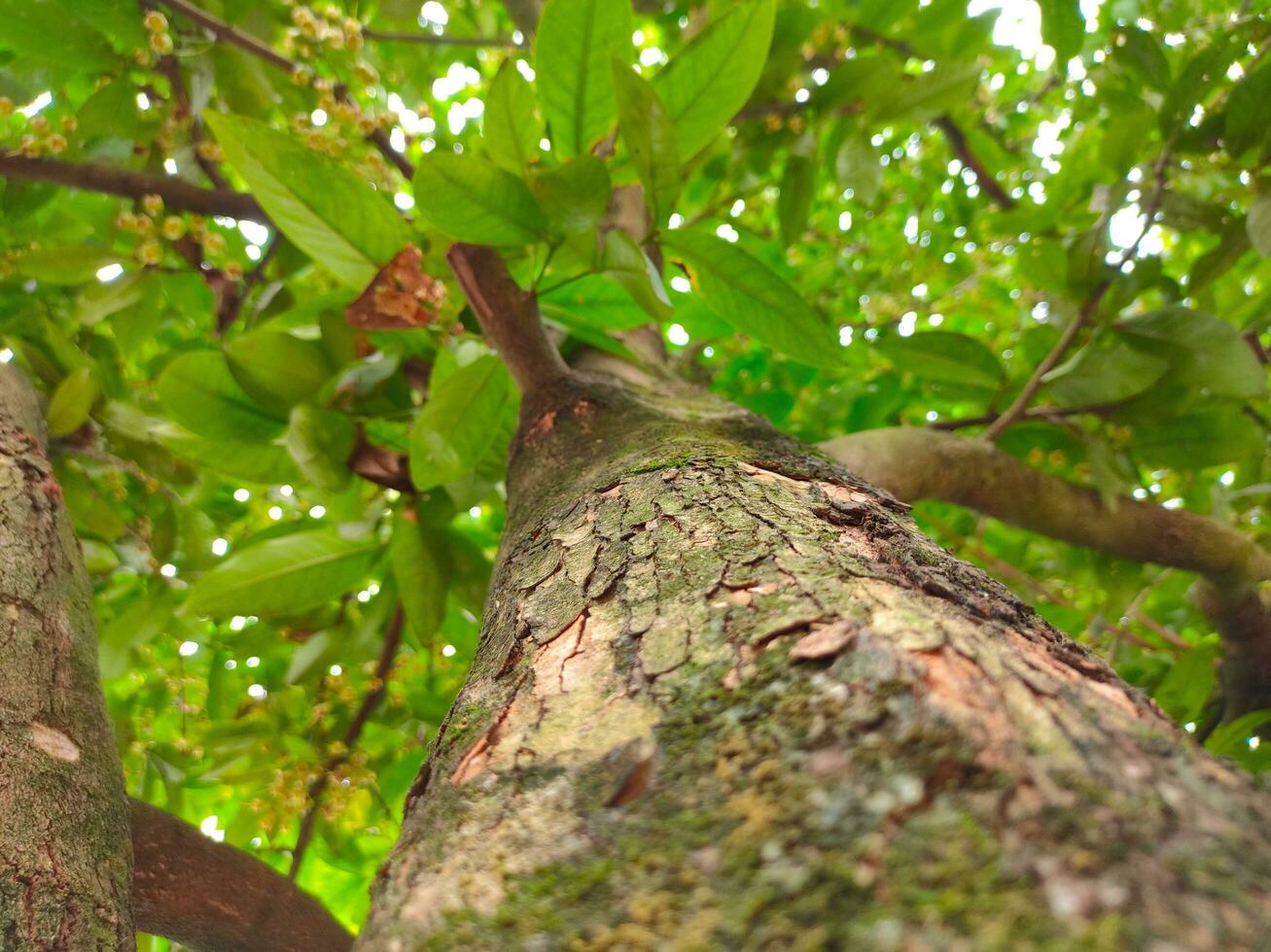 fechar acima foto do uma goiaba árvore tronco com uma borrado fundo