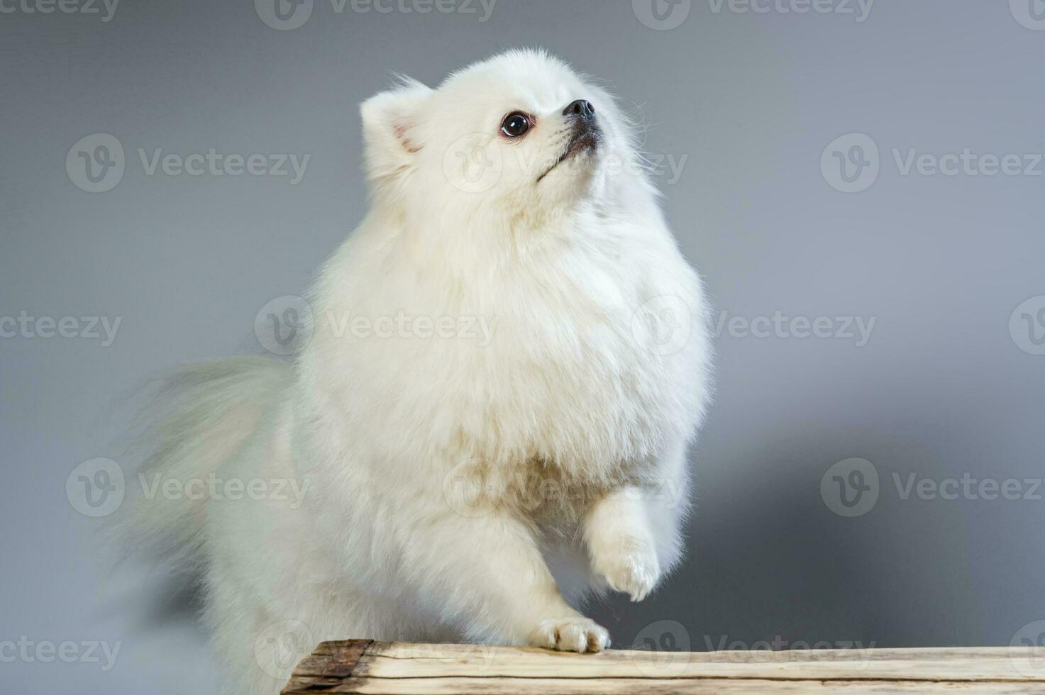 feliz branco pomerânia spitz cachorro poses dentro estúdio foto