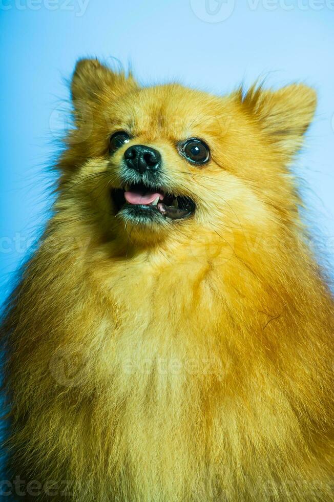 adorável pomerânia cachorro retrato.stodio fundo. foto