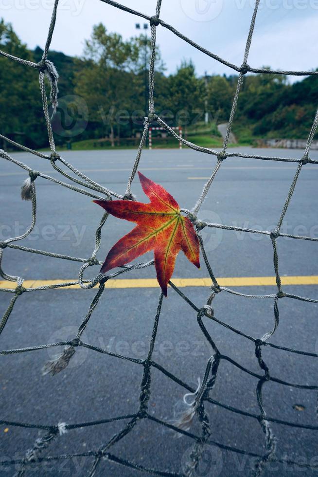 folha de bordo vermelho na temporada de outono foto