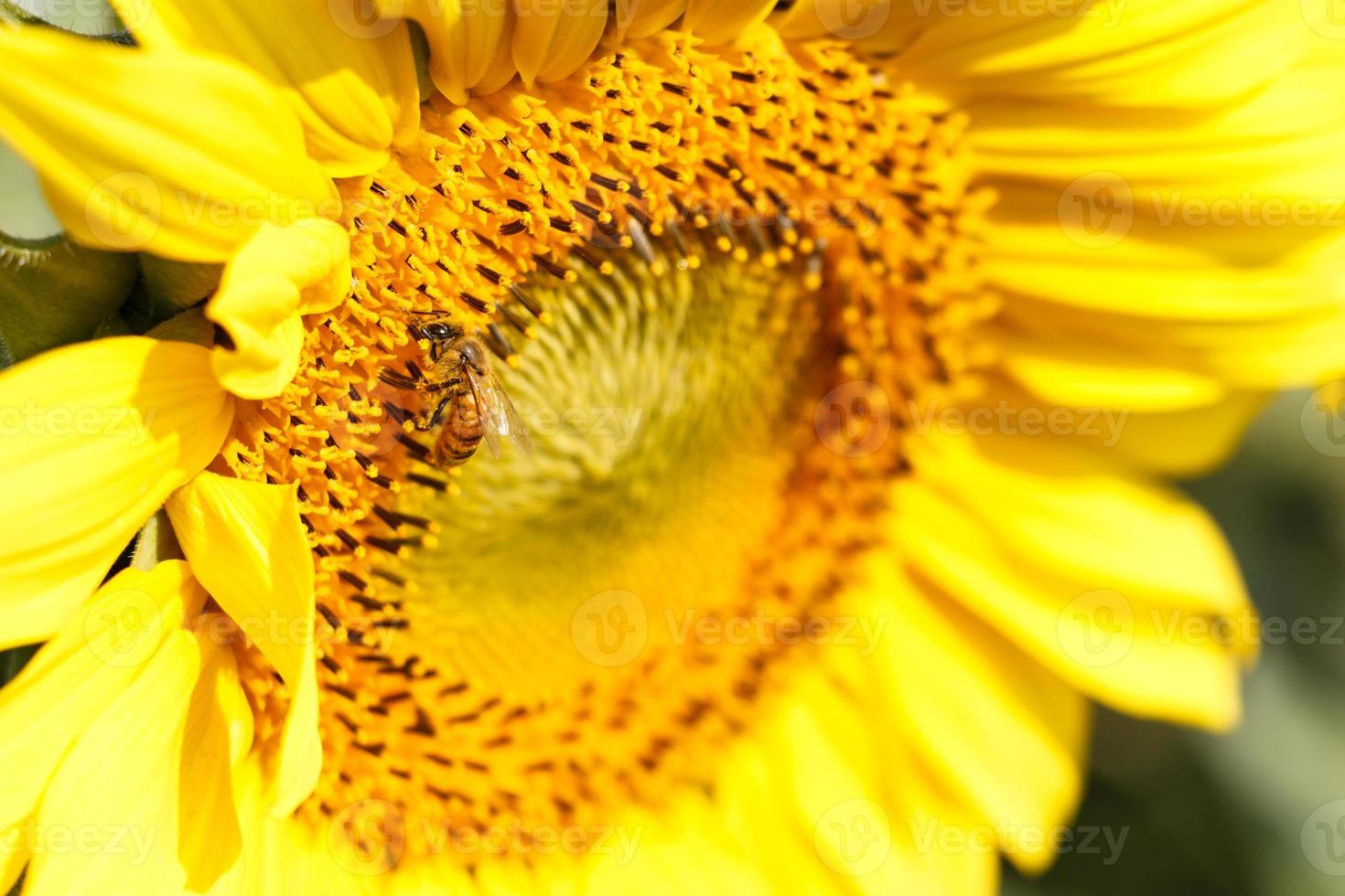close up de girassol e abelha em chiangrai tailândia foto