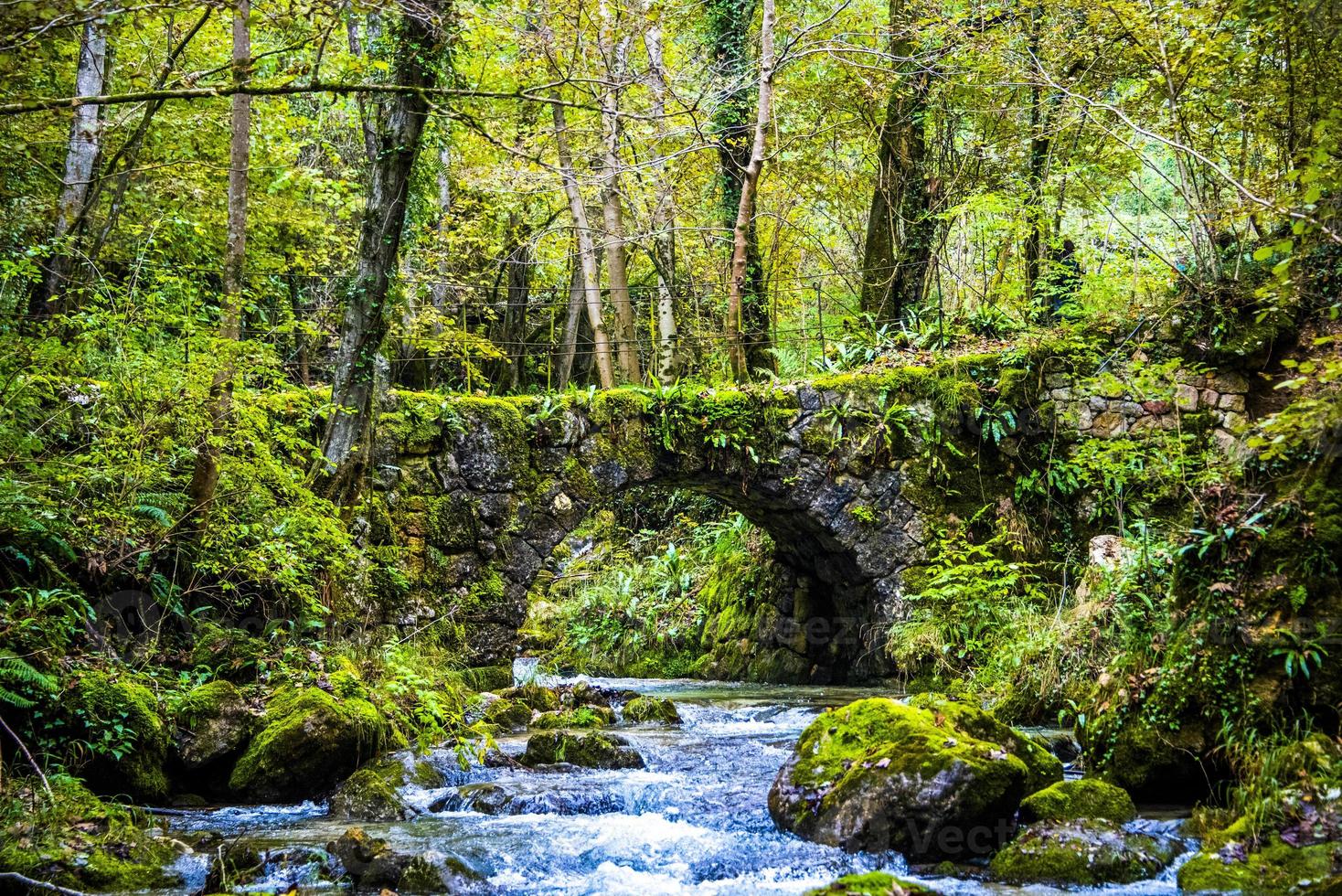 ponte de pedra na floresta foto