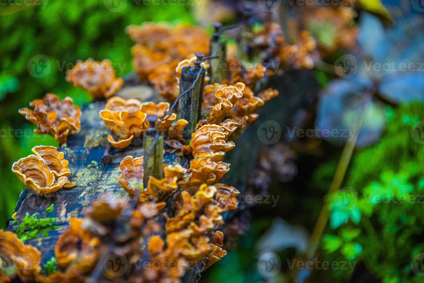 fungo parasita no tronco um foto