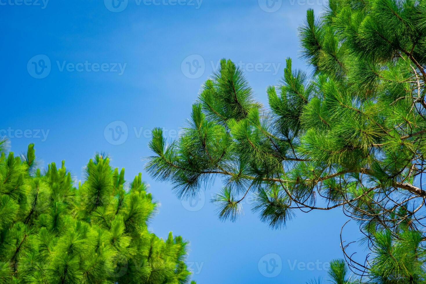 verde árvores e uma nublado azul céu fundo foto