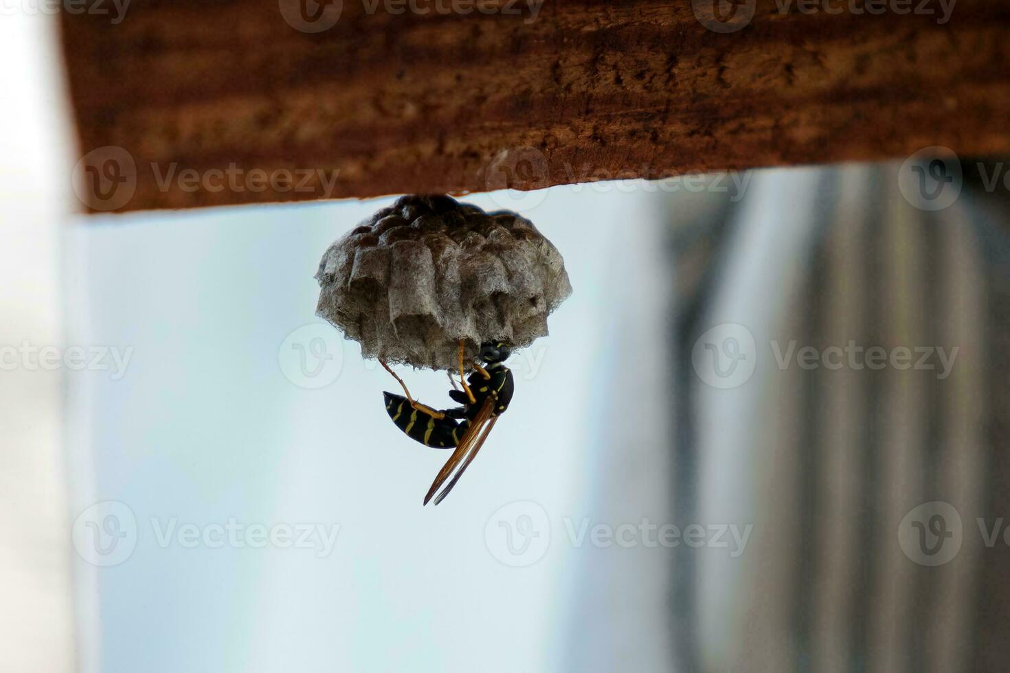 uma vespa e uma vespa ninho. a ninho do uma família do vespas que é ocupado uma fechar-se foto