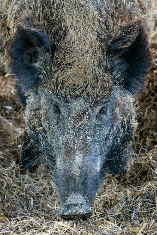 selvagem javali em repouso em uma Palha foto