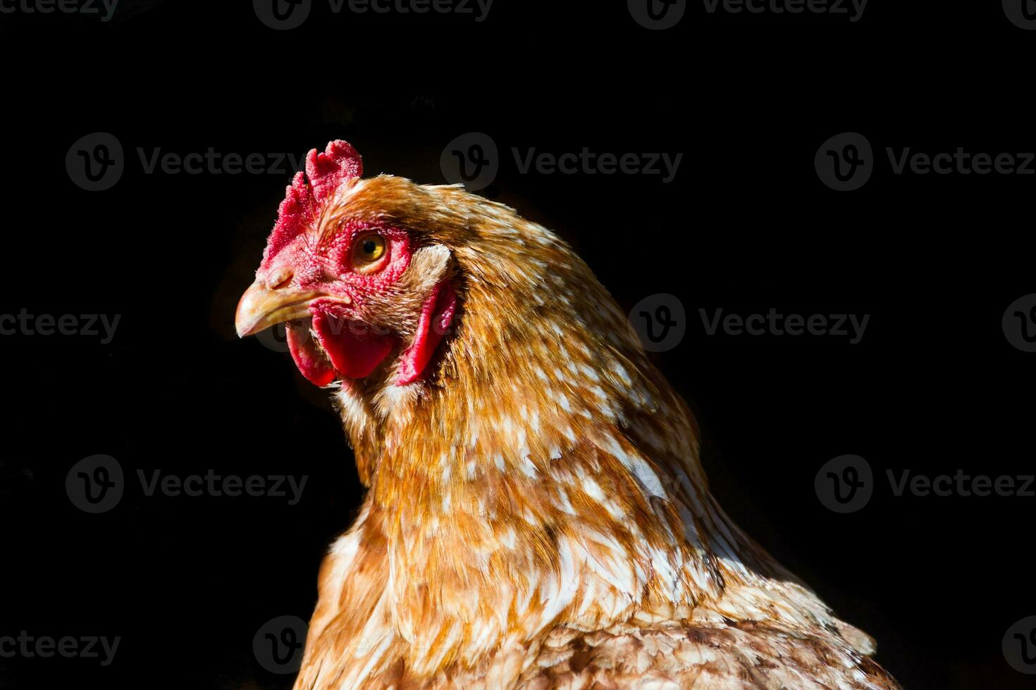 retrato do vermelho galinha isolado em Preto fundo foto