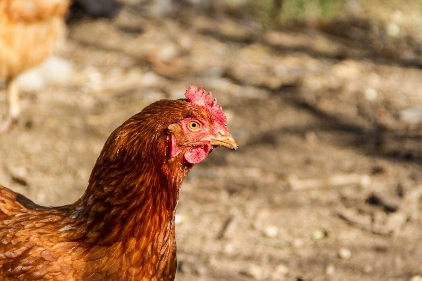 retrato do vermelho galinha dentro a frango coop em a Fazenda foto