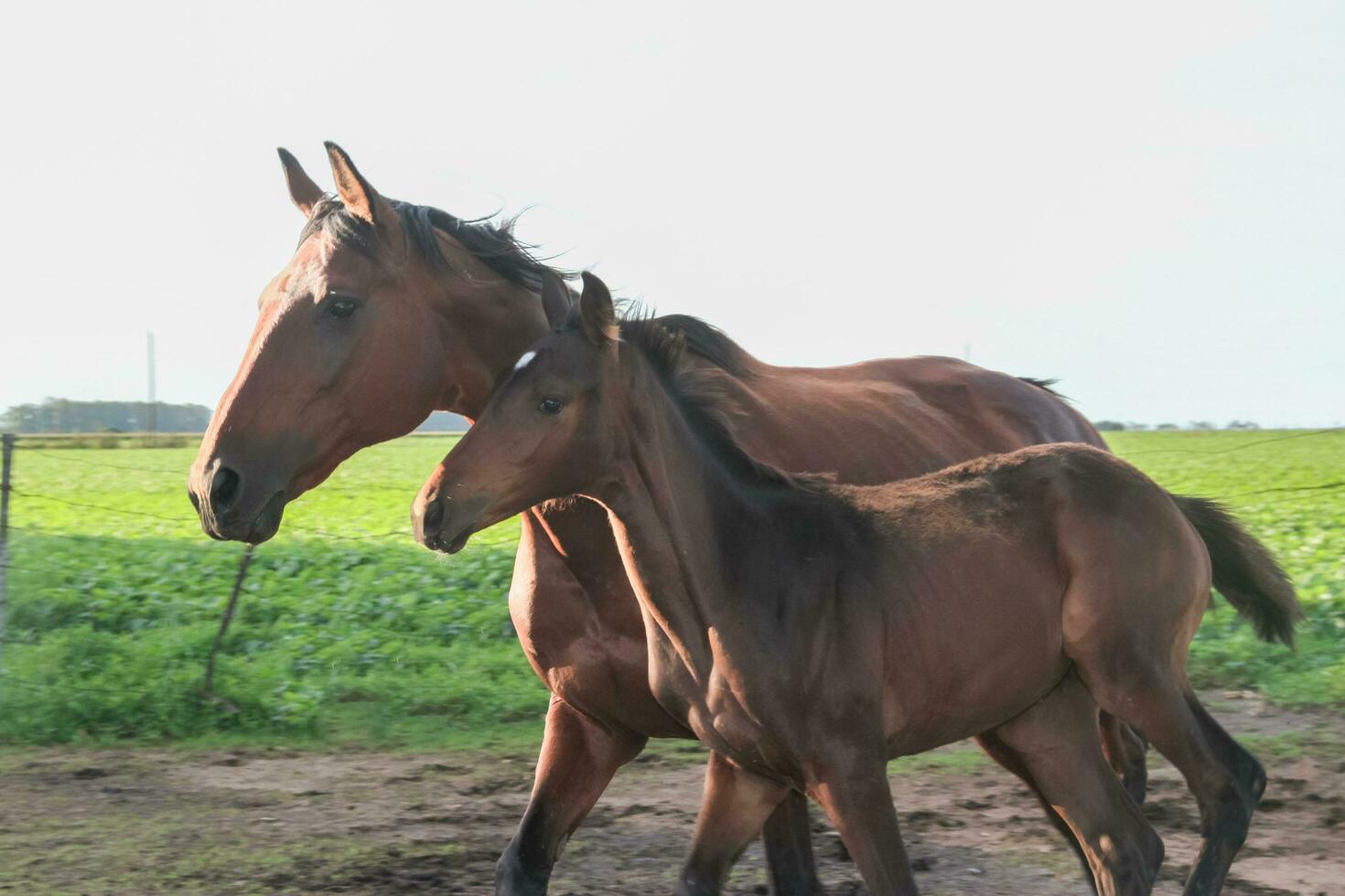 cavalos dentro a Argentino campo foto