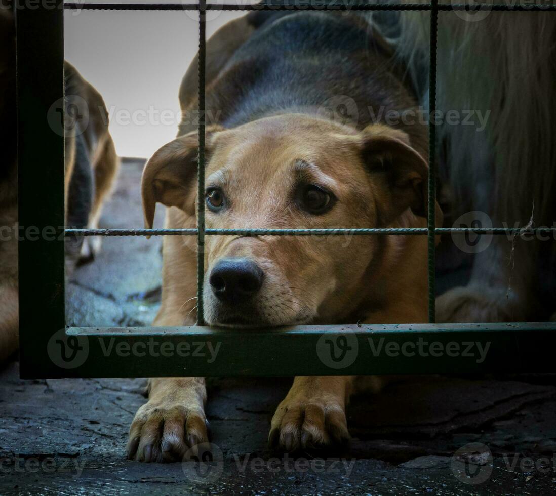 cachorros trancado acima vítimas do animal Abuso e Abuso foto