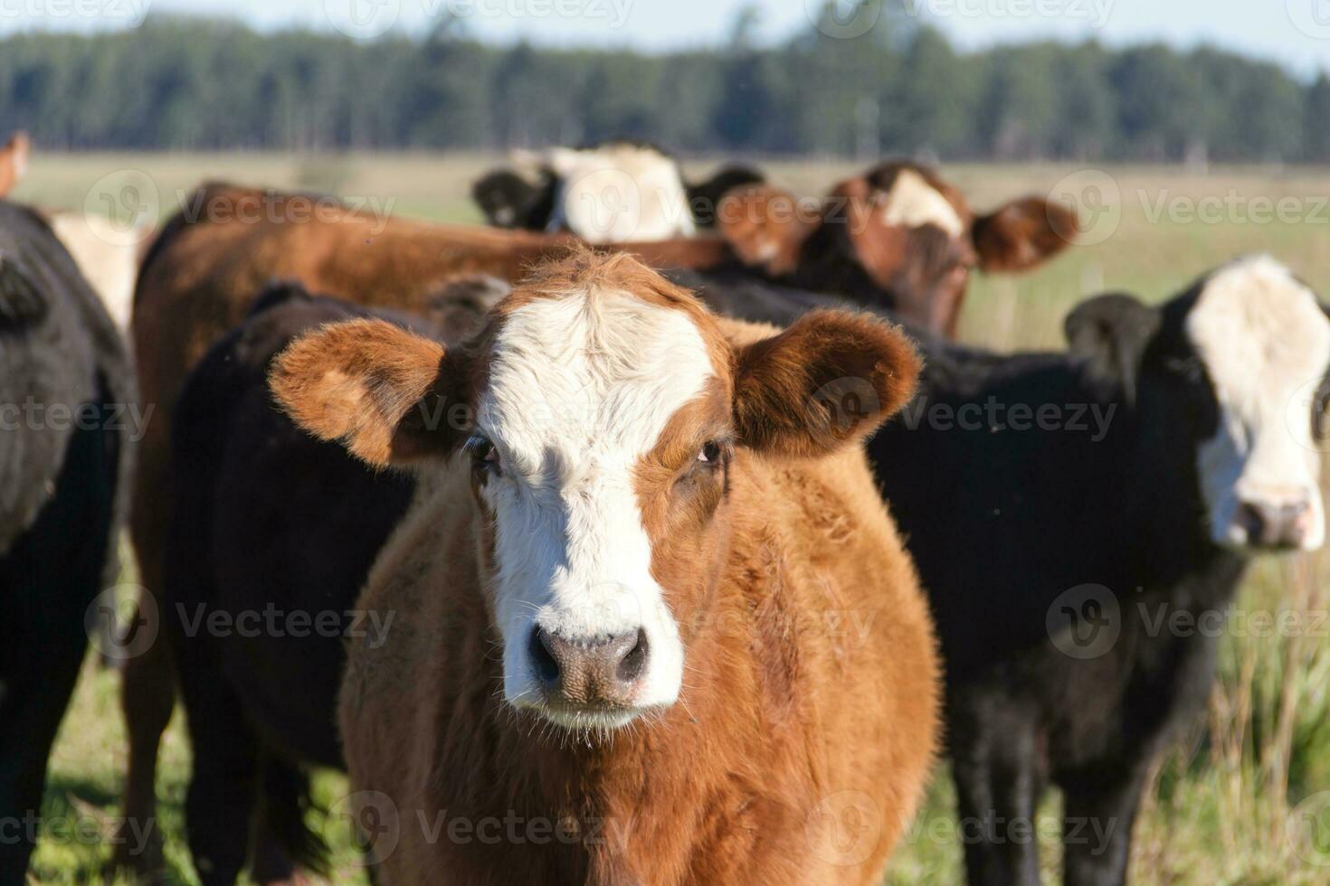 vacas pastar dentro a verde Argentino campo foto