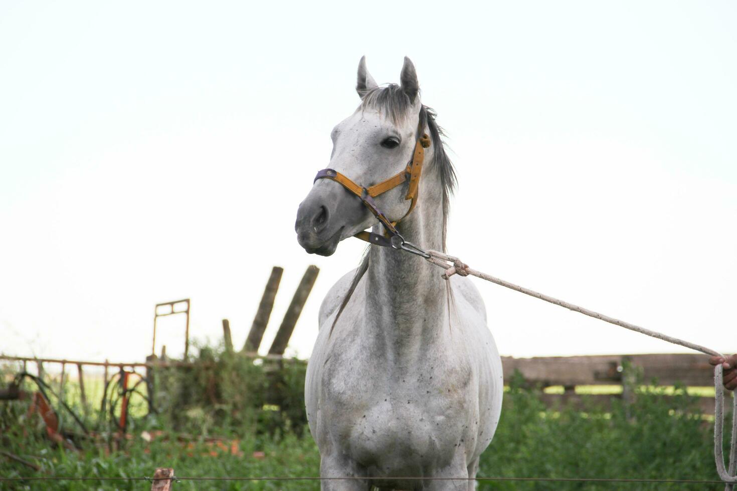 cavalos dentro a Argentino campo foto