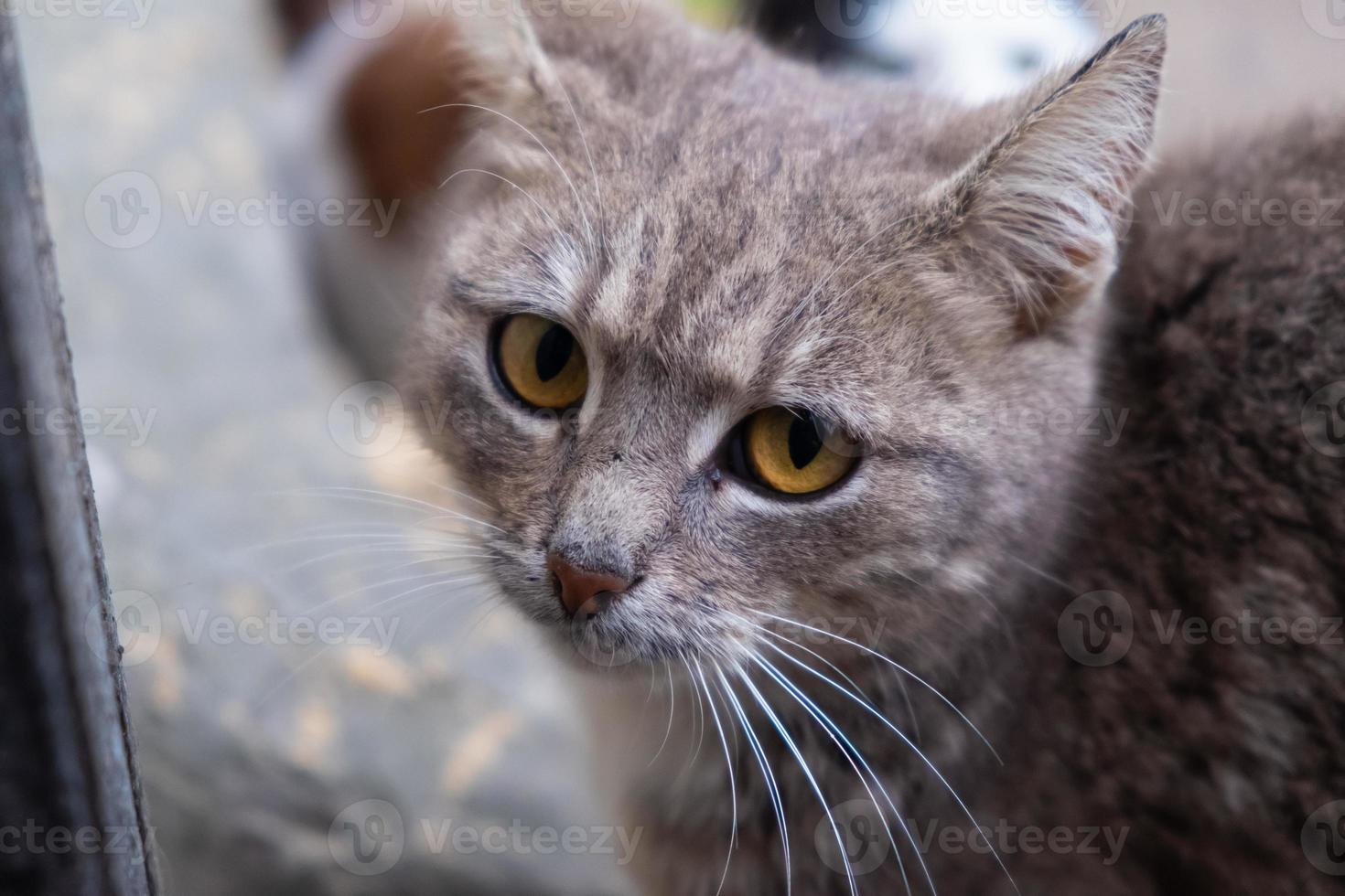 lindo rosto de um gato cinza de perto foto