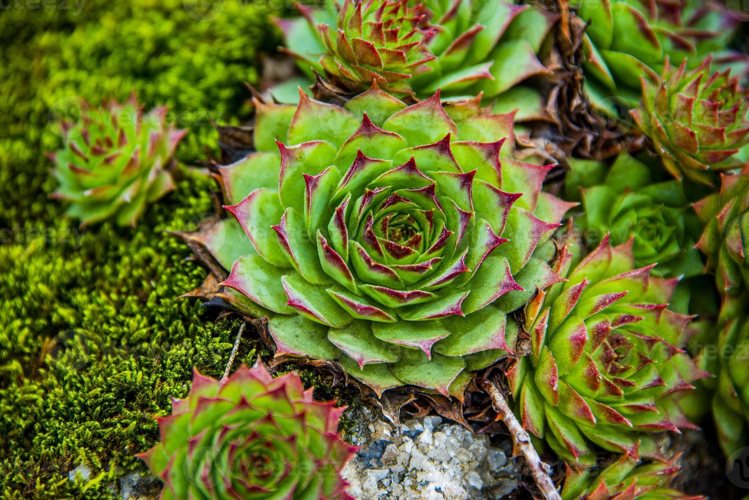 sempervivum calcareum um foto