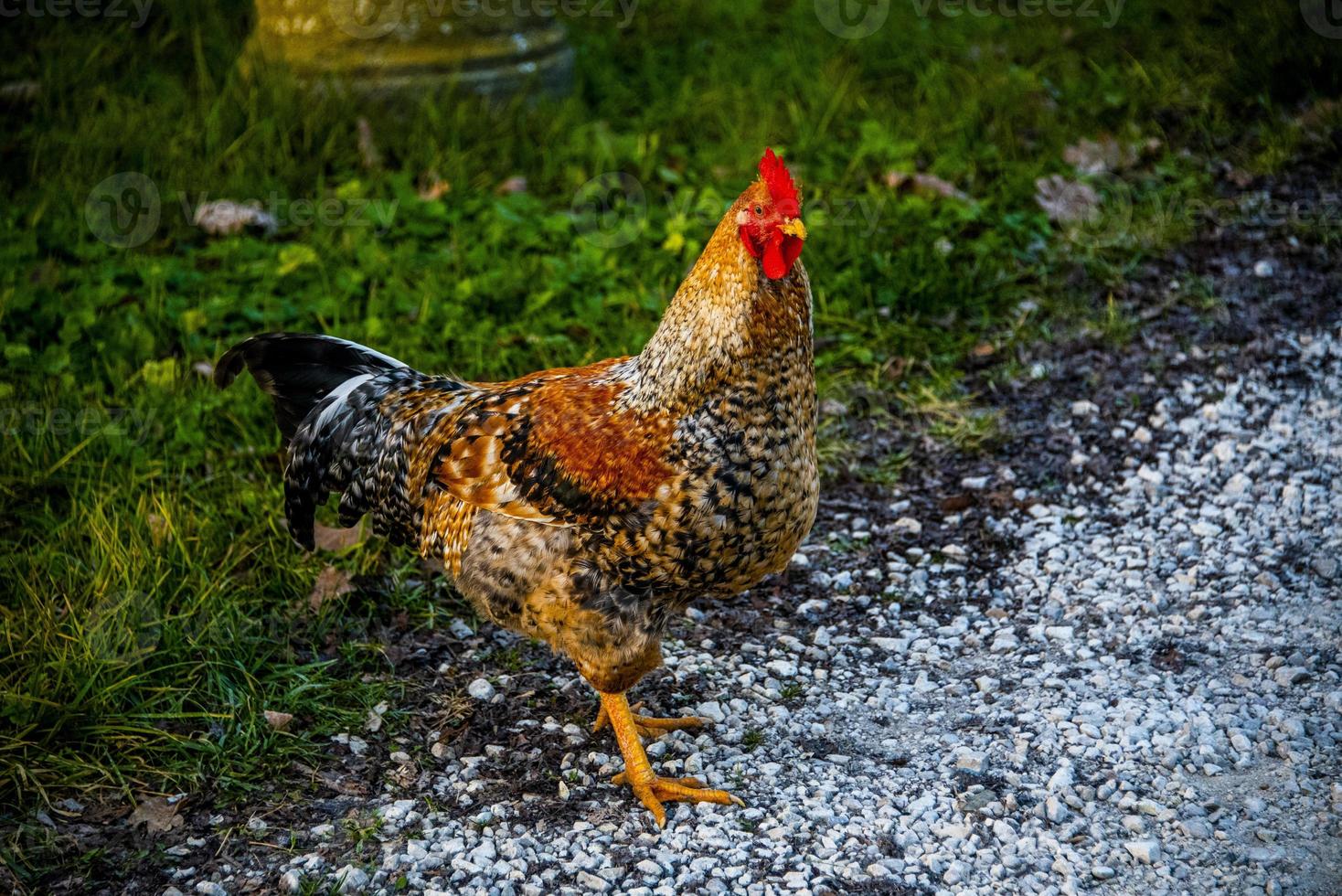 galinha colorida no quintal foto