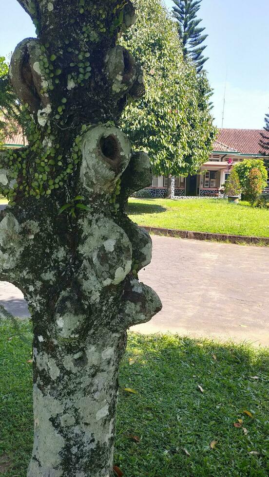 velho árvore tronco com vestígios do galhos dentro a Jardim foto