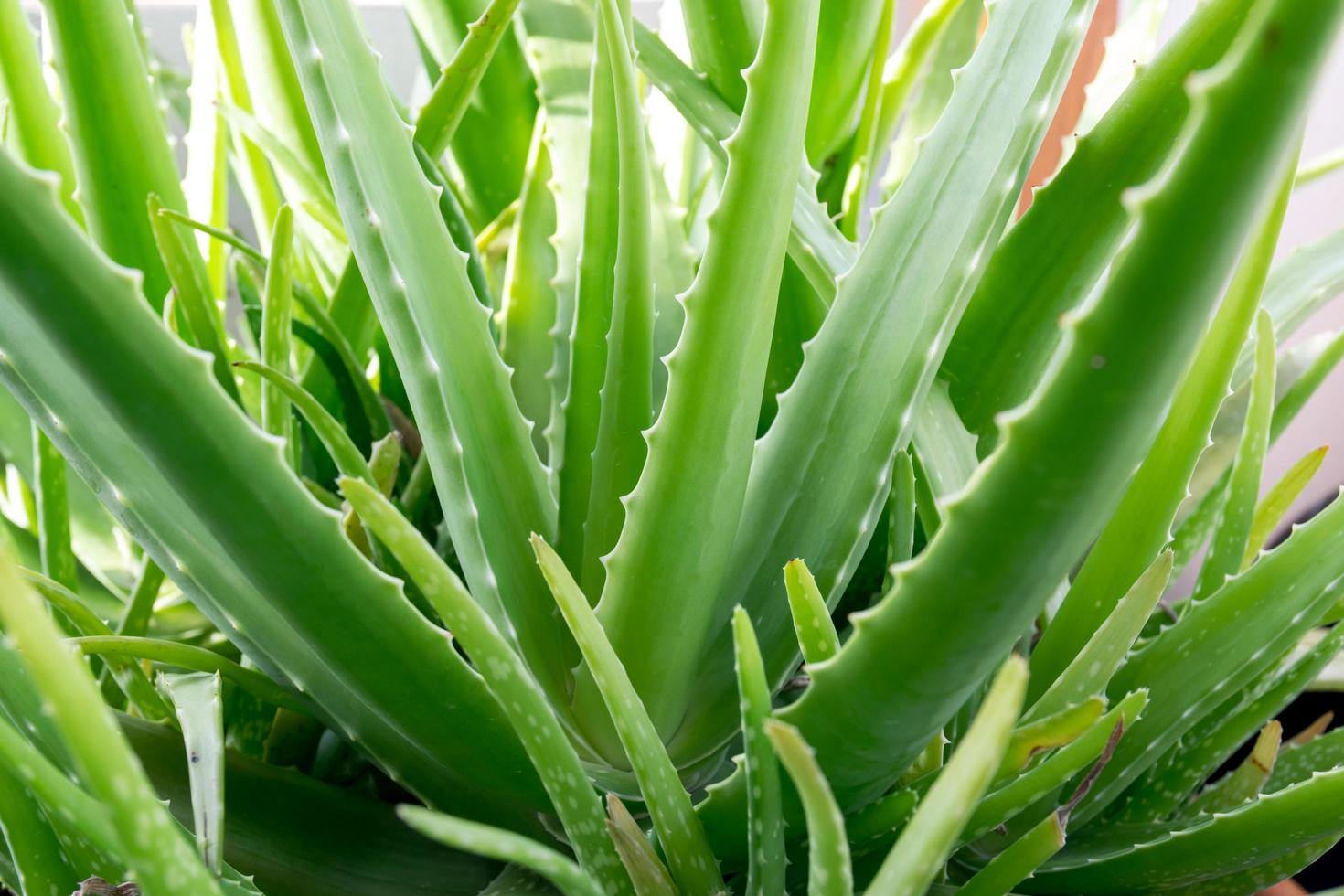 aloe vera em uma panela foto