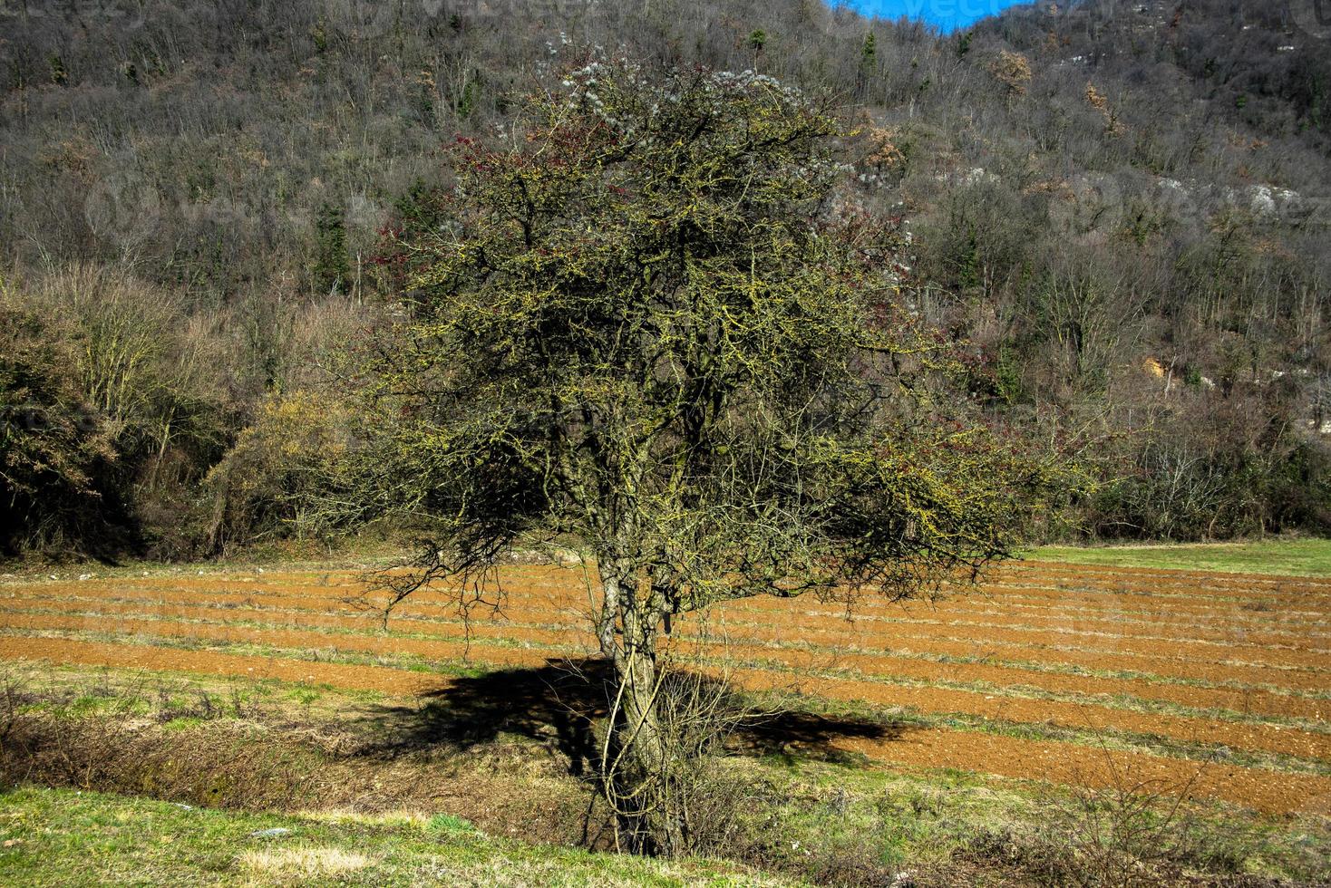 árvore e zero foto