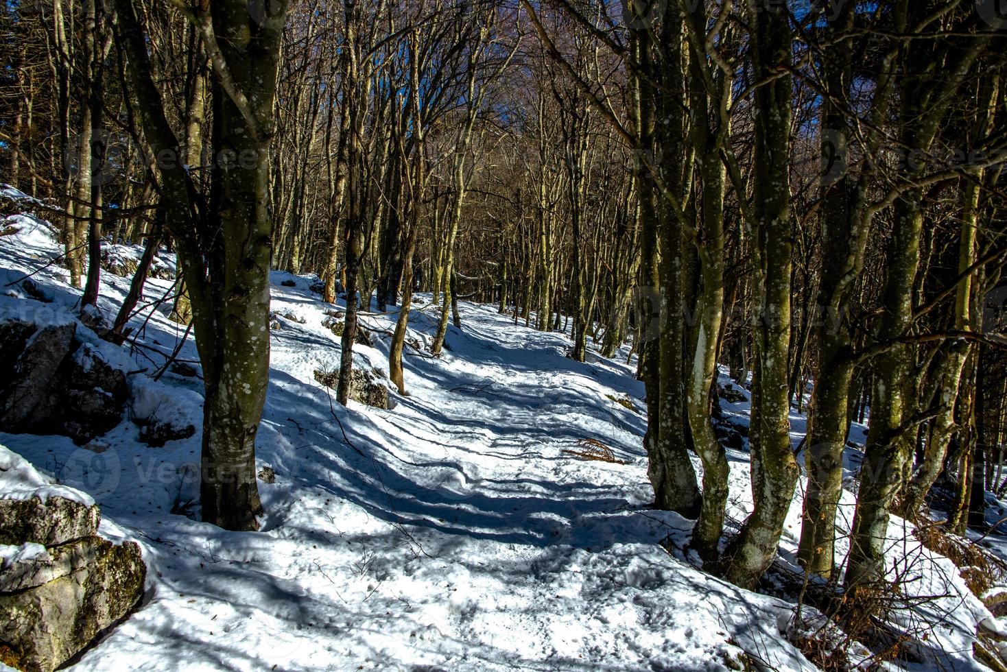 caminho nevado na floresta foto