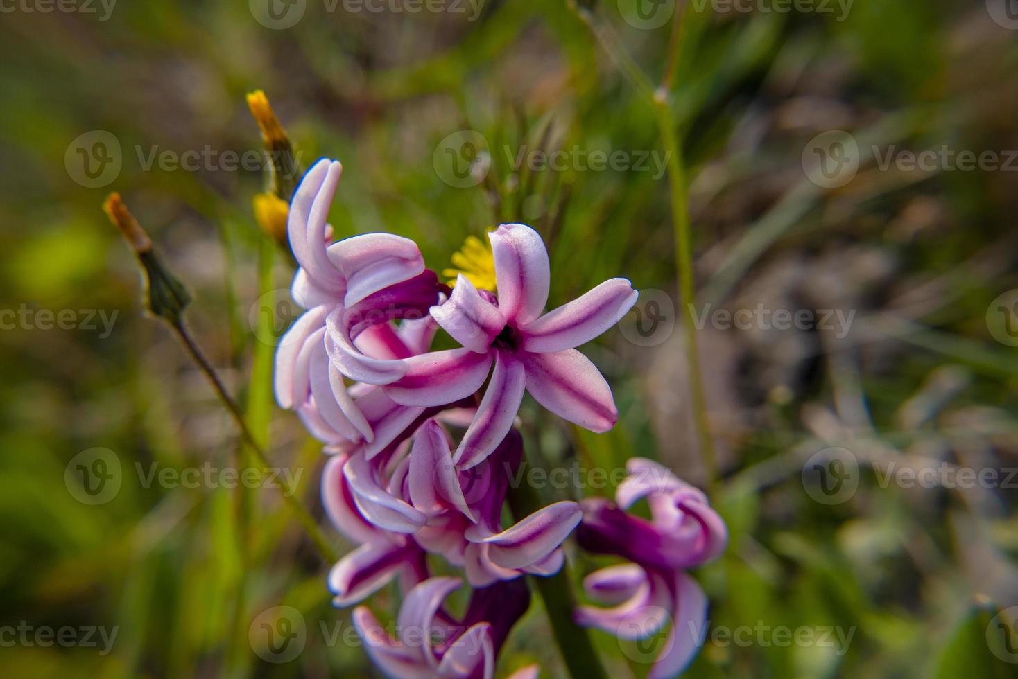 20210313 hyacinthus orientalis5 foto
