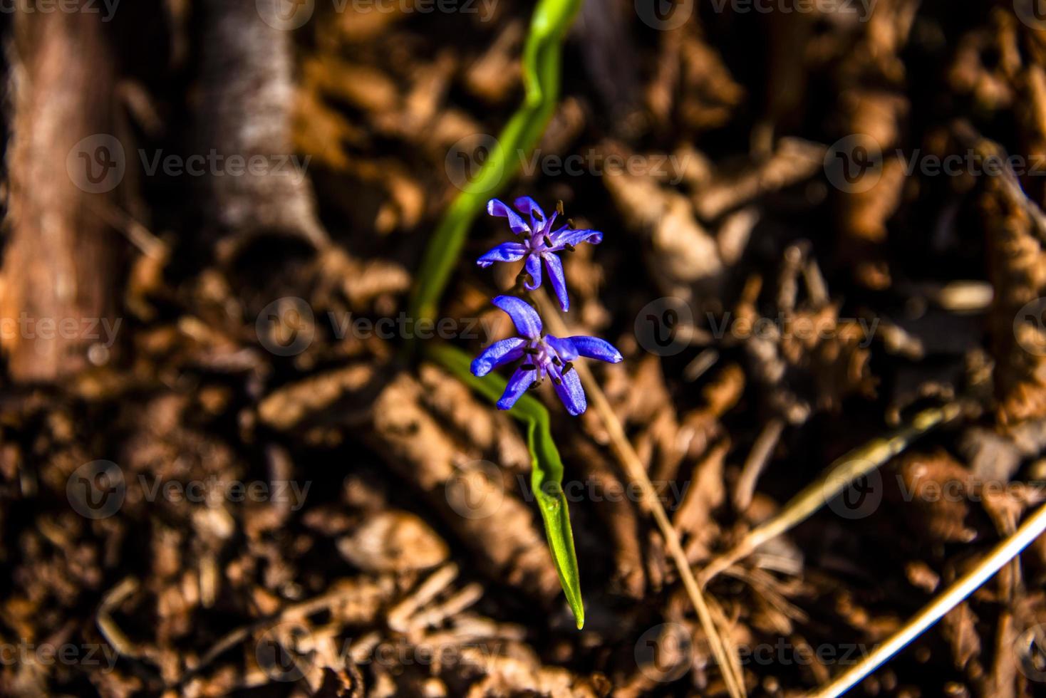 scilla bifolia one foto