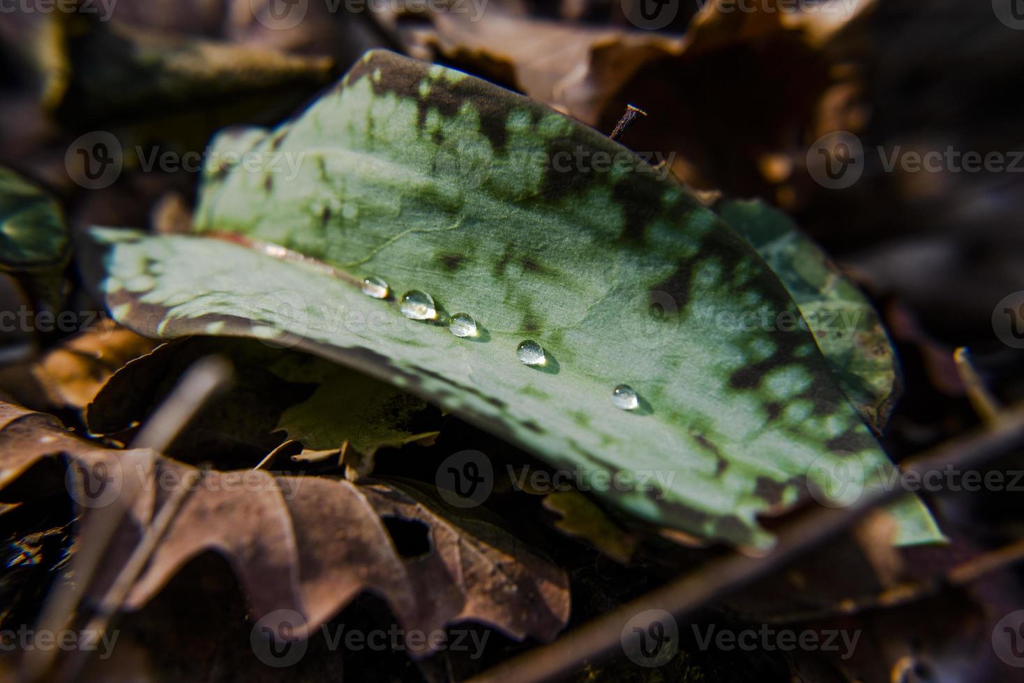 20210313 gotas de água na folha verde foto