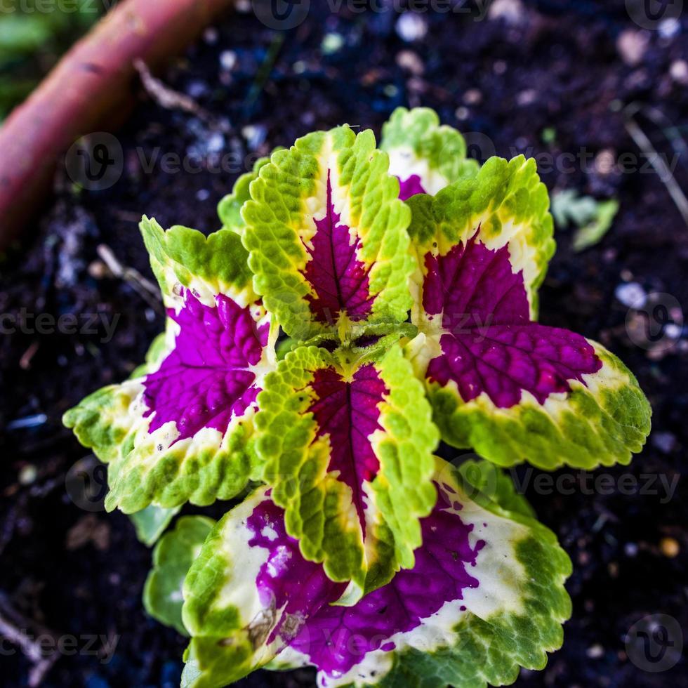 2021427 sovizzo coleus scutellarioides 2 foto