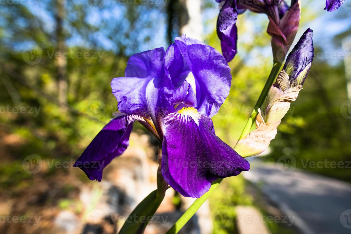 2021418 castelgomberto iris germanica foto