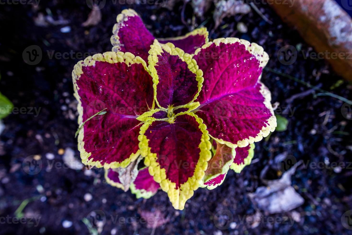 2021427 sovizzo coleus scutellarioides foto