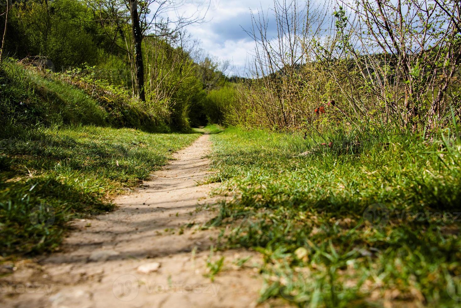 202144 caminho montemezzo entre a vegetação foto