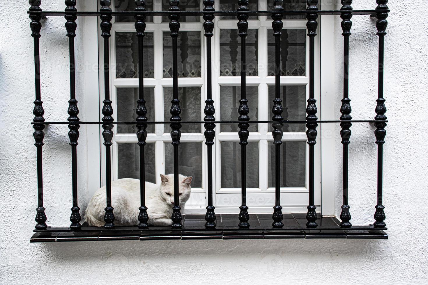 gato branco janela branca foto