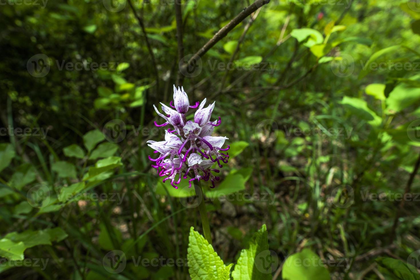 20210501 granconaorchis simia lam foto