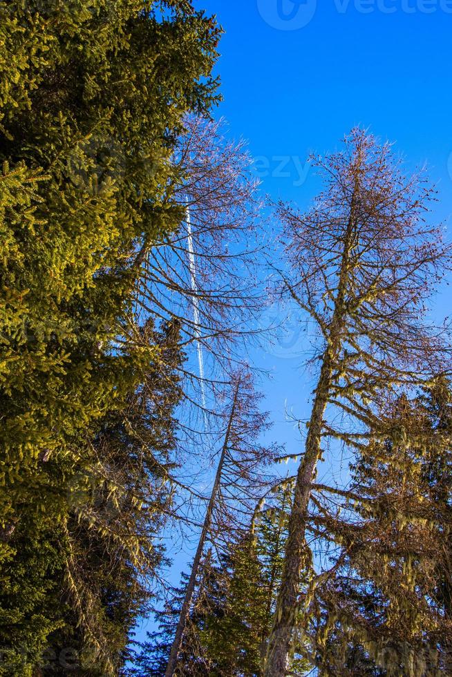 árvores e céu foto