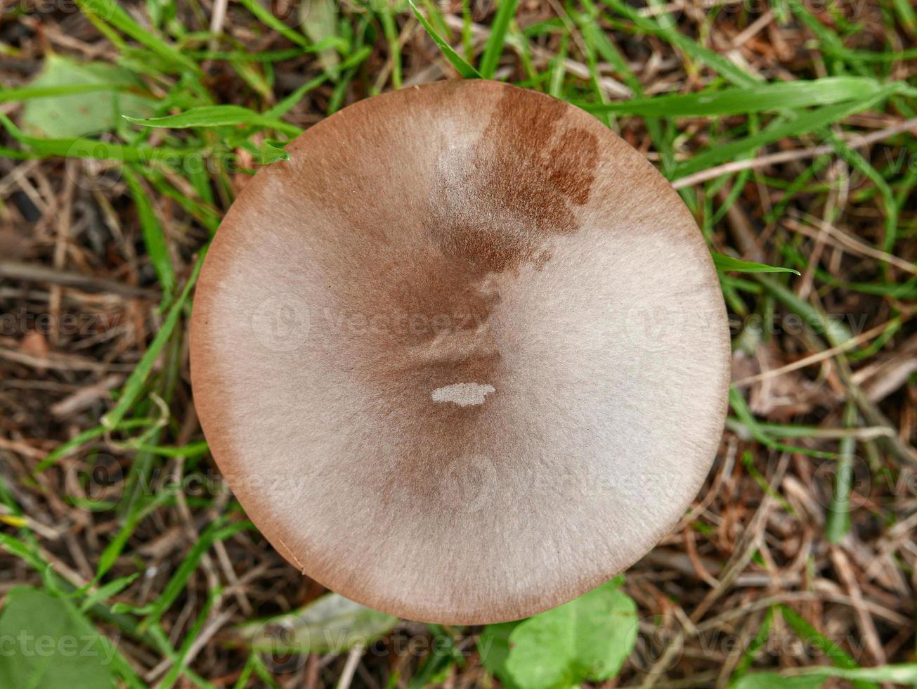 cogumelo visto de cima foto