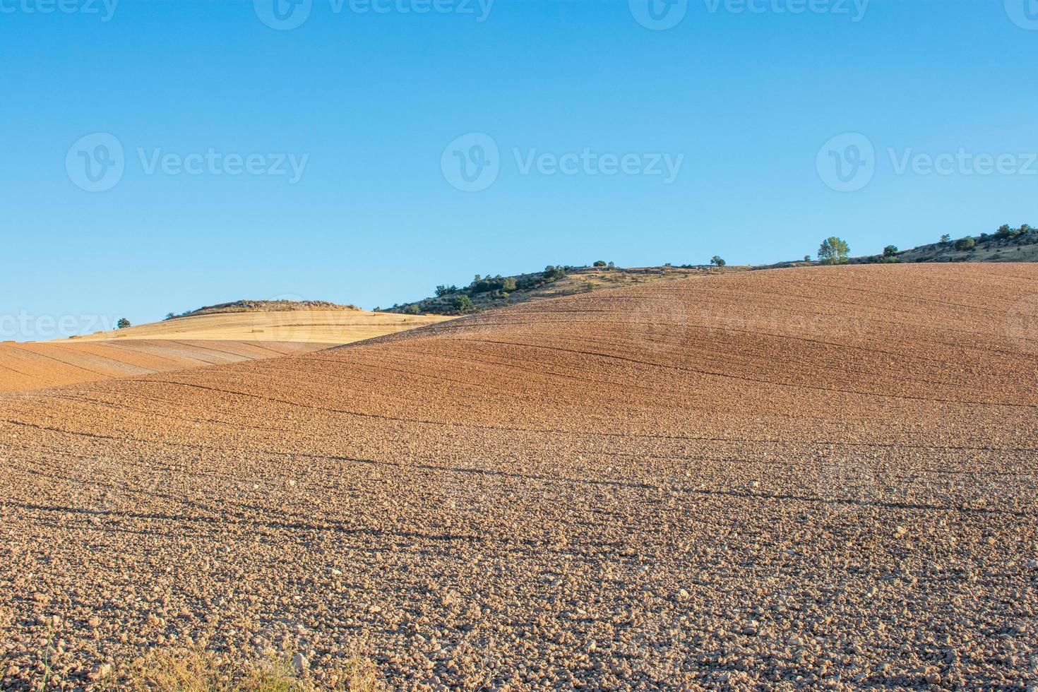 campo semeado com cereais em um dia ensolarado com céu azul foto