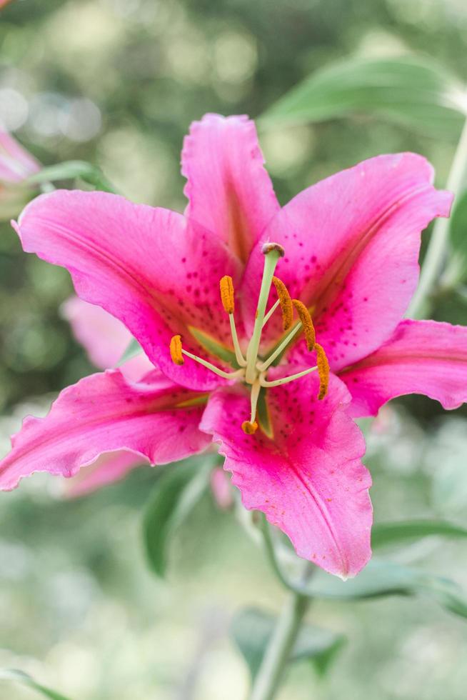 flor de pétalas rosa foto