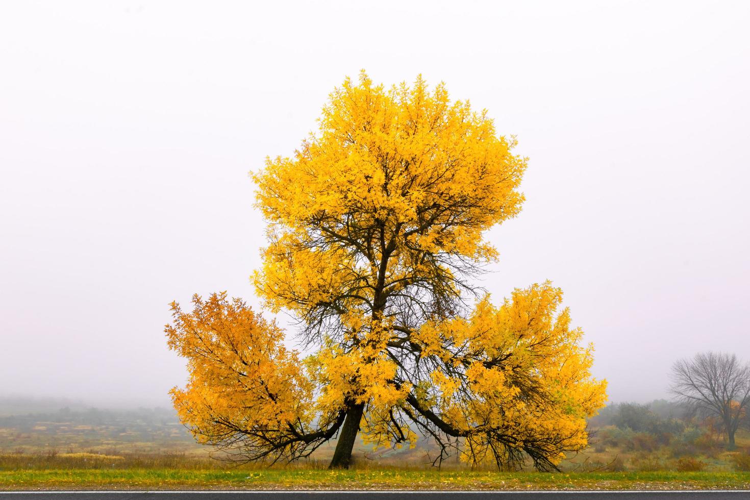 árvore amarela de outono foto